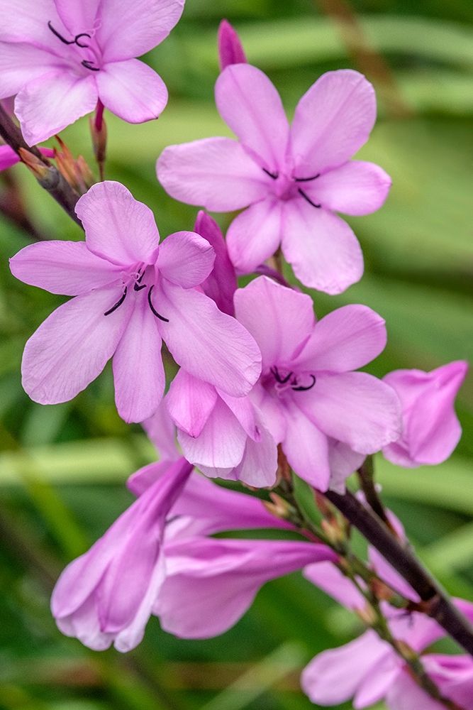 Pink Gladiolus